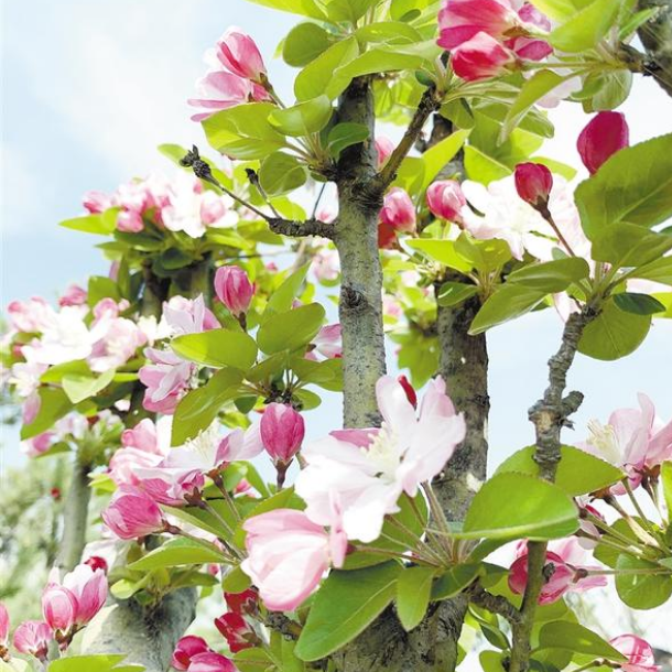 春光不负人 赏花正当时之一：带您领略一场浪漫“花事”