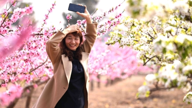 泛区农场万亩果园：花开似锦 果农授粉忙