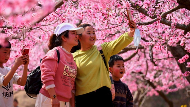 黄桥桃花灿如锦 美不胜收醉游人