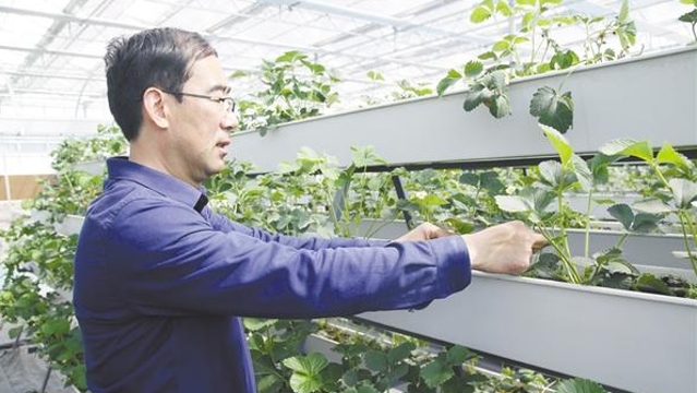 项城：“赶草莓上架”成为增收新亮点