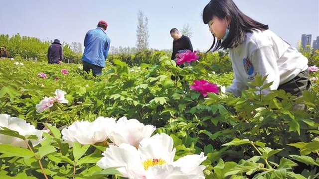 最美人间四月天