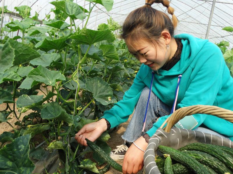 沈丘：大棚蔬菜种植成为助农增收新渠道