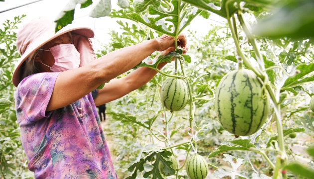 谷雨前后，种瓜点豆