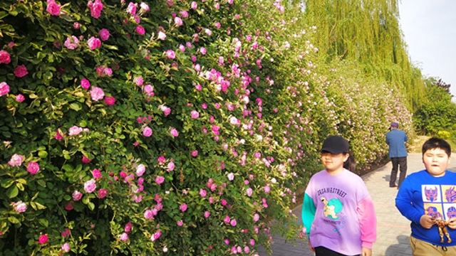 花开满枝 宛如“瀑布”