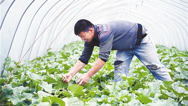 大棚瓜农管护忙