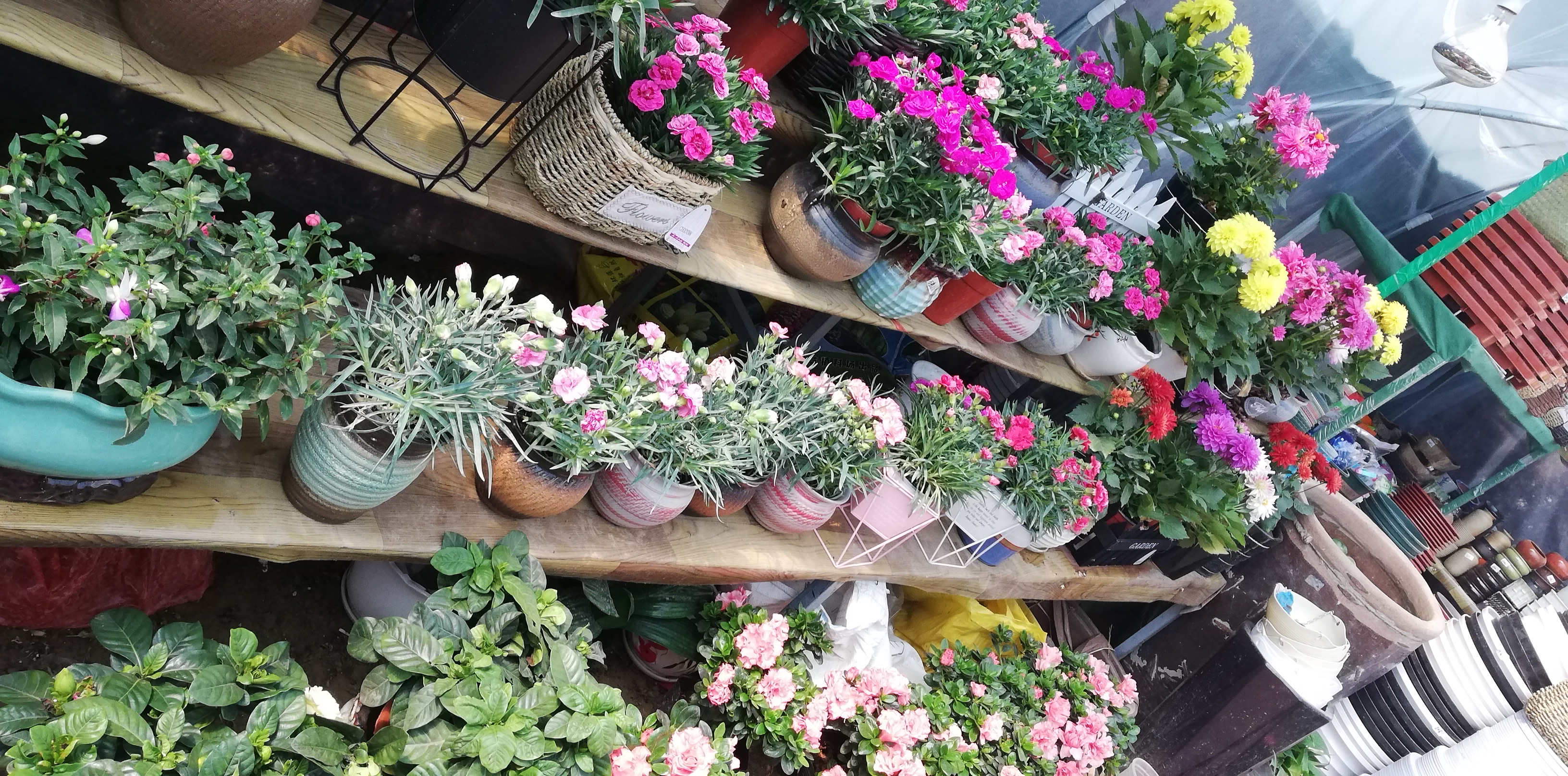 五一节临近  周口花市忙