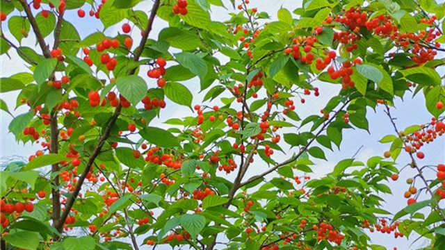 樱桃映红好日子