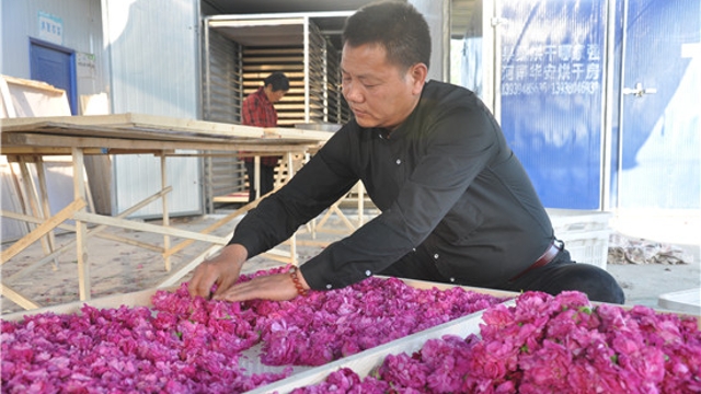 商水：药用玫瑰花开正艳