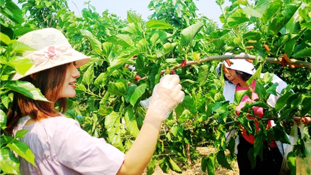 黄泛区农场桑椹熟啦