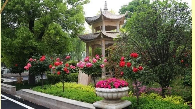 升级基础设施  美化校园环境 周口新星学校着力打造星级校园