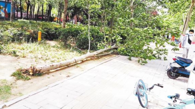 大风吹倒行道树