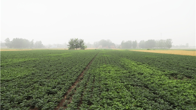 秋苗解渴正旺长