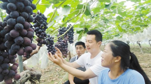葡萄种植助力脱贫致富