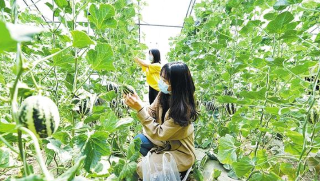 瓜果飘香采摘忙