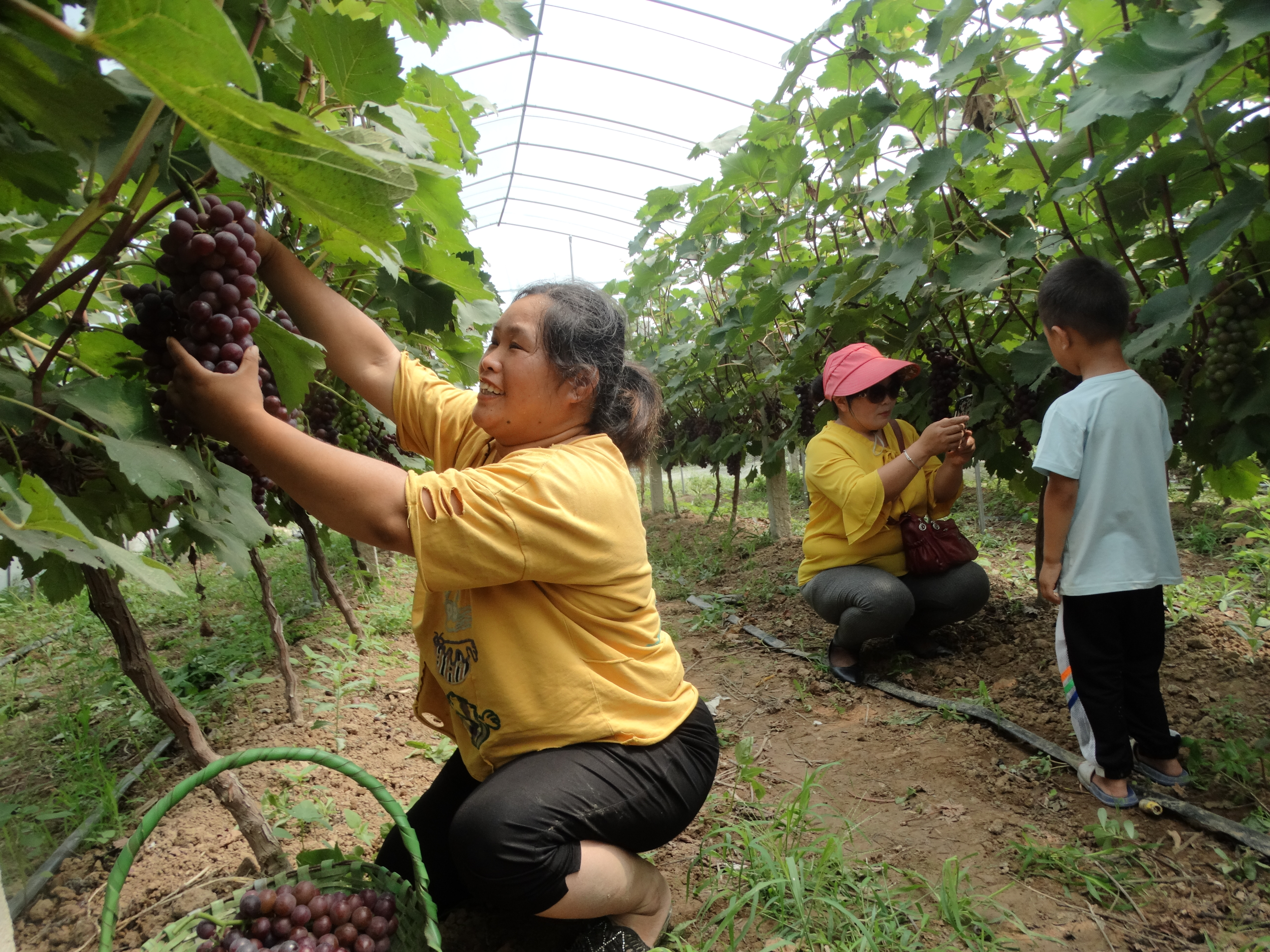 沈丘特色产业结出“幸福果”