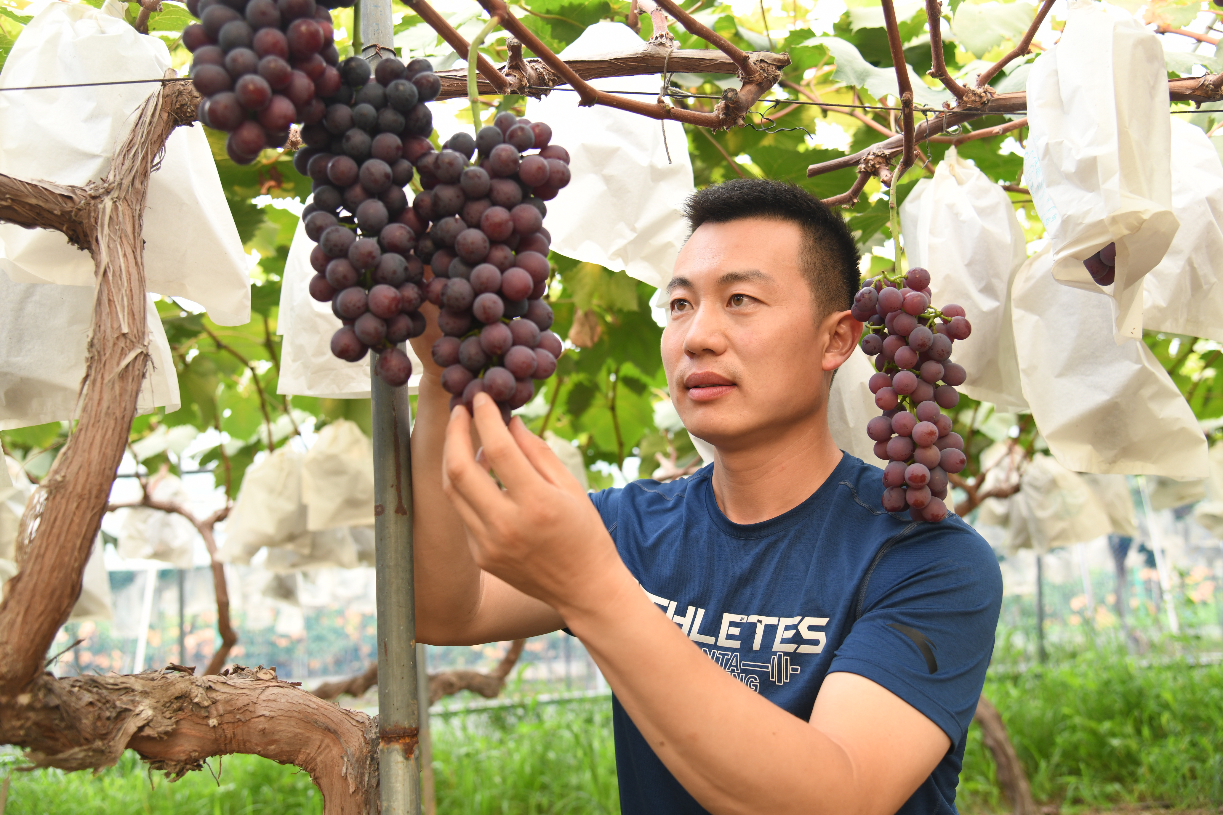 商水：科技葡萄有点甜