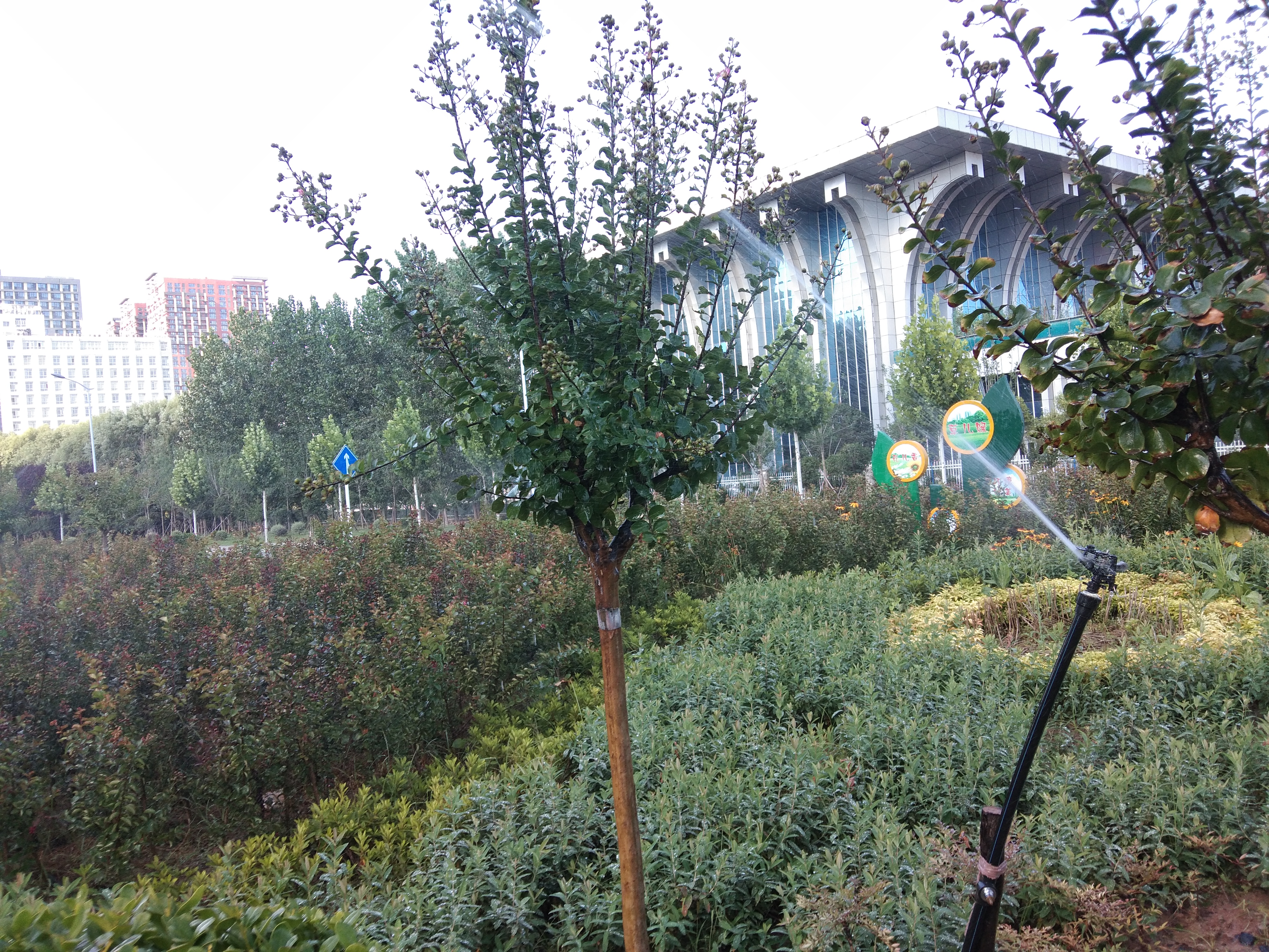 高温酷暑 给花木降温