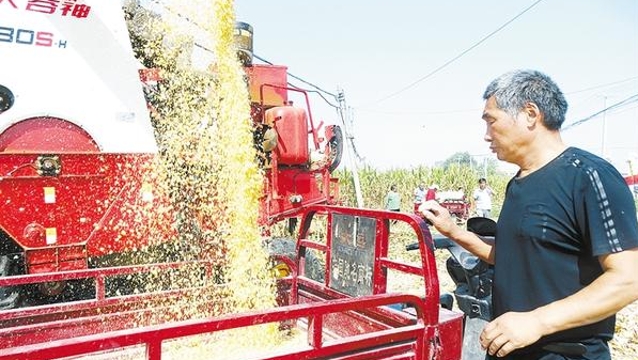 玉米丰收惹人喜 机声隆隆抢收忙