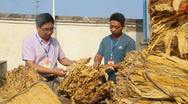 监察到位保障烟农利益