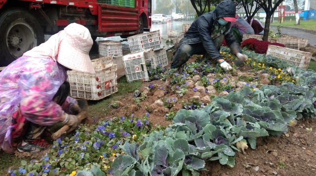 冒雨“添绿”助力“创文”