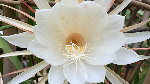 罕见：周口市民家中56朵昙花在白天开放