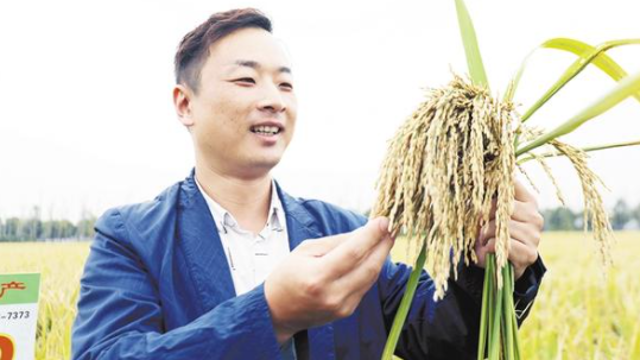 旱稻种植产量高