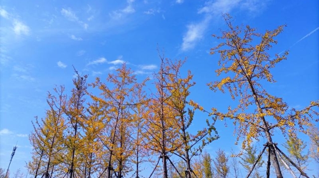 ​多彩的秋天，缤纷的秋叶