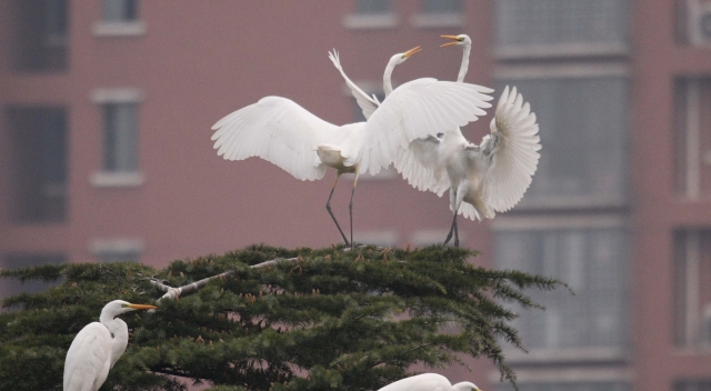 优美城市生态环境吸引白鹭落户汉阳路大闸林间