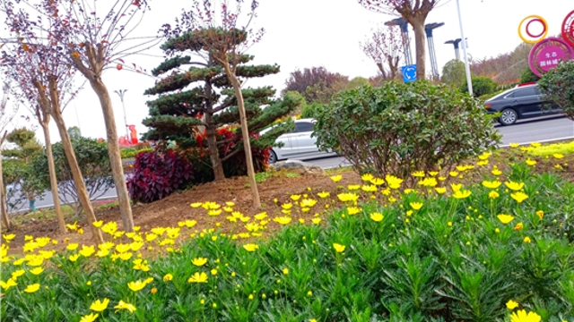 鲜花扮靓周口城市街头