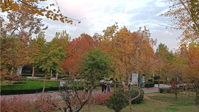 周口公园：树树皆秋色