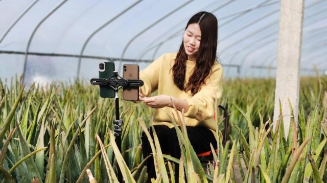 芦荟成为葛湾特色产业