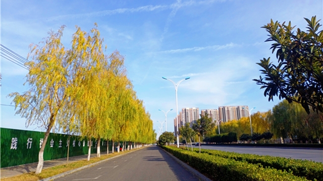 冬日垂柳美如画