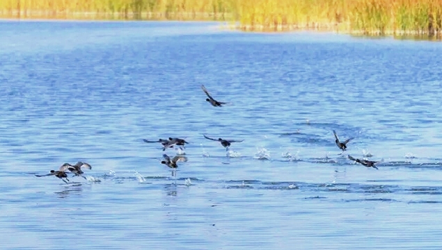 周口伏羲湖湿地公园：生态秀美 万羽翔集