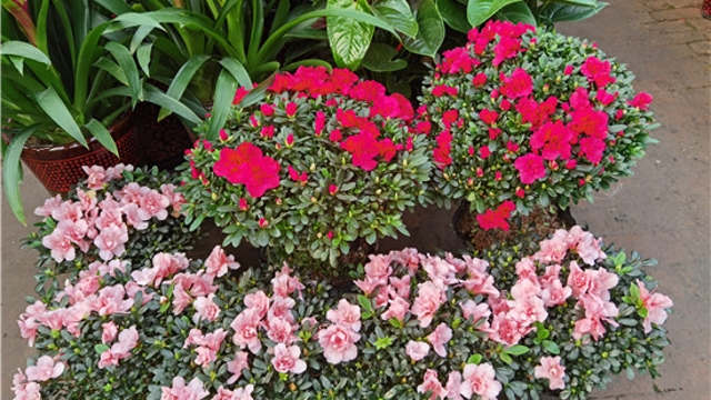 火红年宵花，美丽过新年