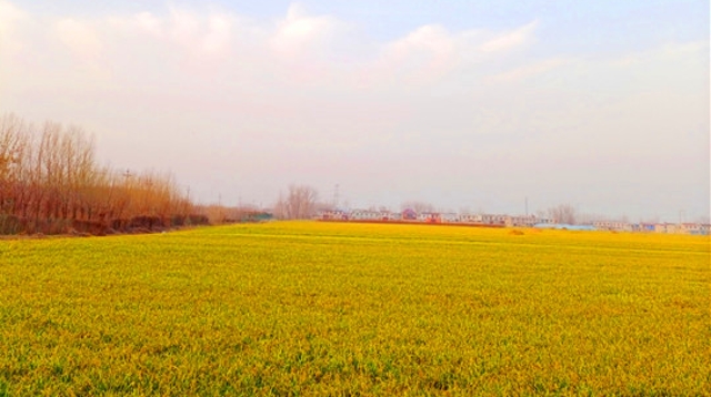 周口城郊：冬日风景美如画