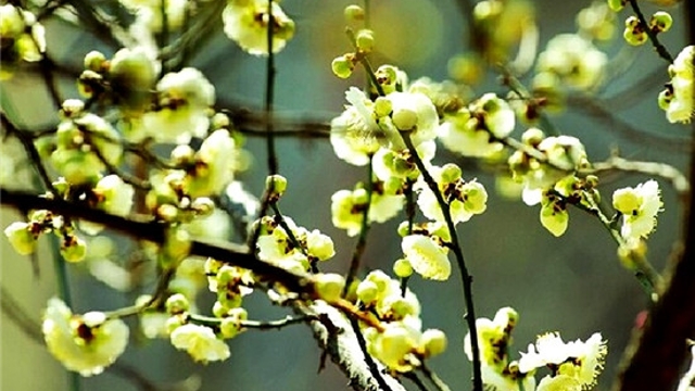 周口：早春新绿惹人醉