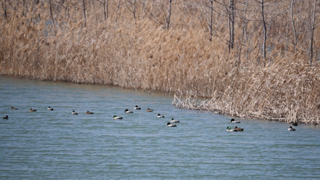 沙河湾湿地公园：春和景明 鸟鸣花香