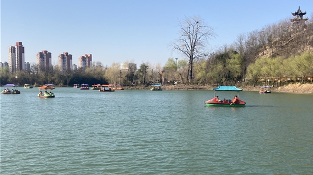 中华槐园：各色槐树千姿百态