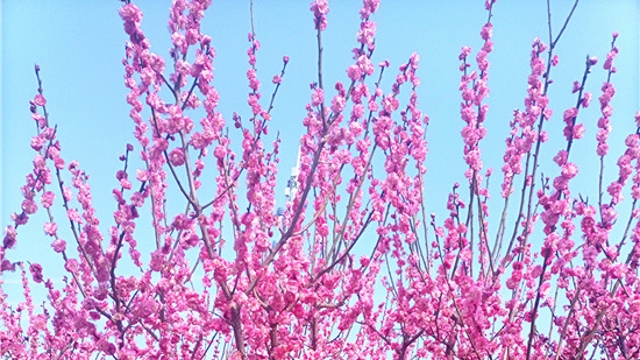 周口：春风试手先梅蕊