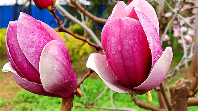 周口：娉婷玉立紫玉兰