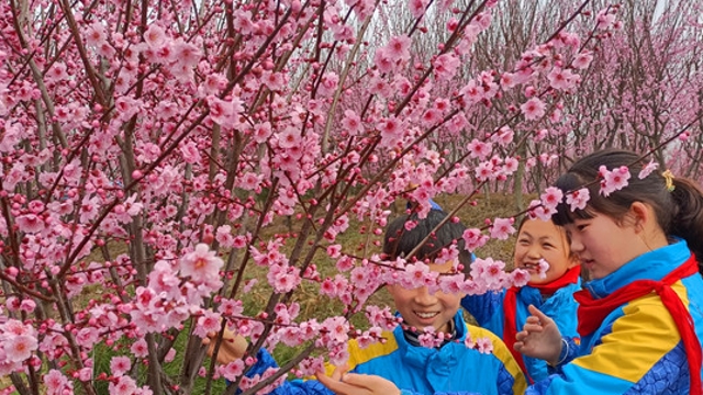 百棵梅树捐学校