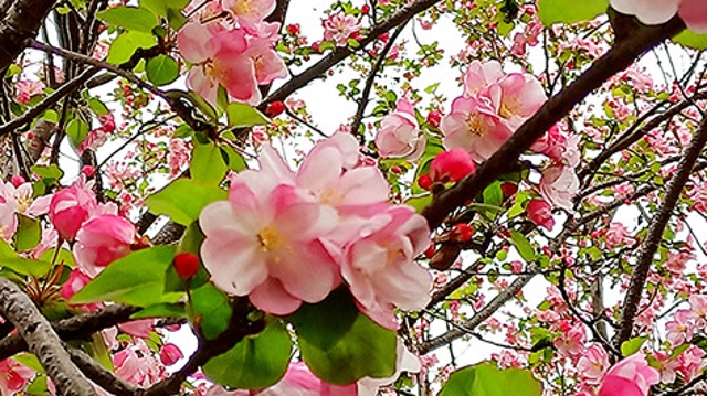 周口：百花绽放春意浓