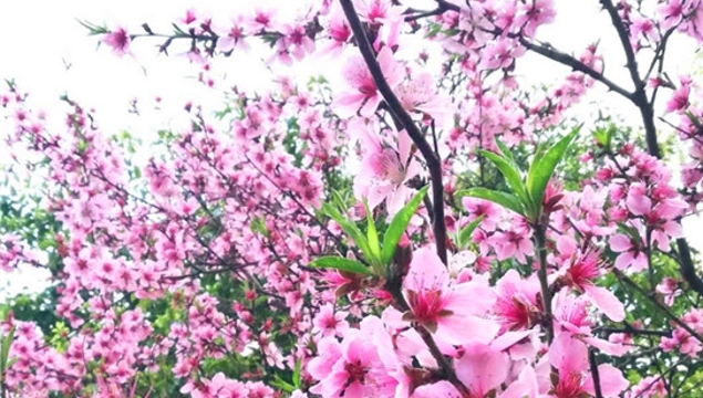 春分的周口：百花绽放 迎来最佳赏花期