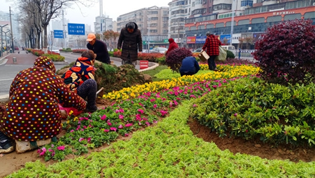 种植花木扮靓周口街头