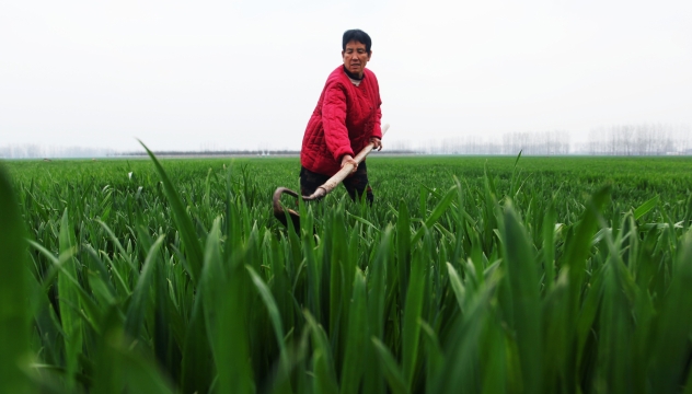 春分麦起身 一刻值千金