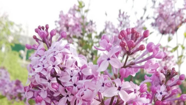 周口：百花齐放 赏花好时节