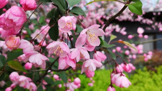 周口：万紫千红总是春