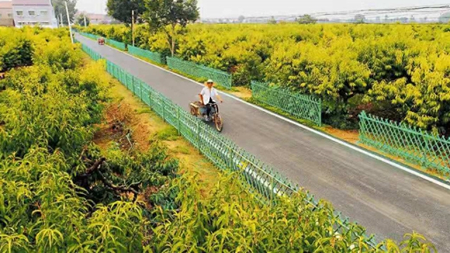 周口：有一个省级绿化模范乡镇叫张庄镇