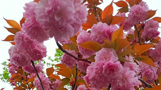 樱花盛开似云锦