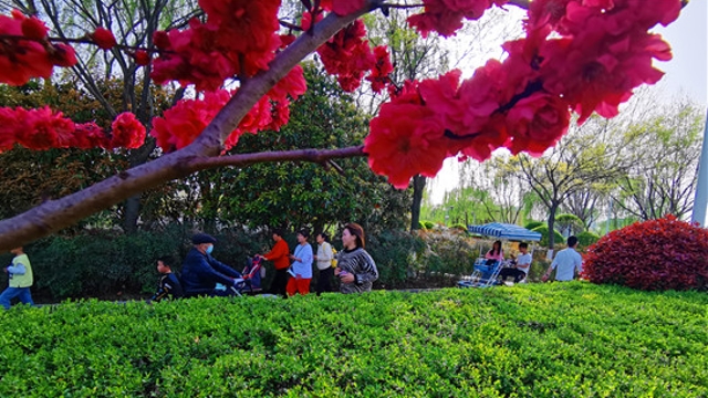 清明节市民踏青  享受户外春光